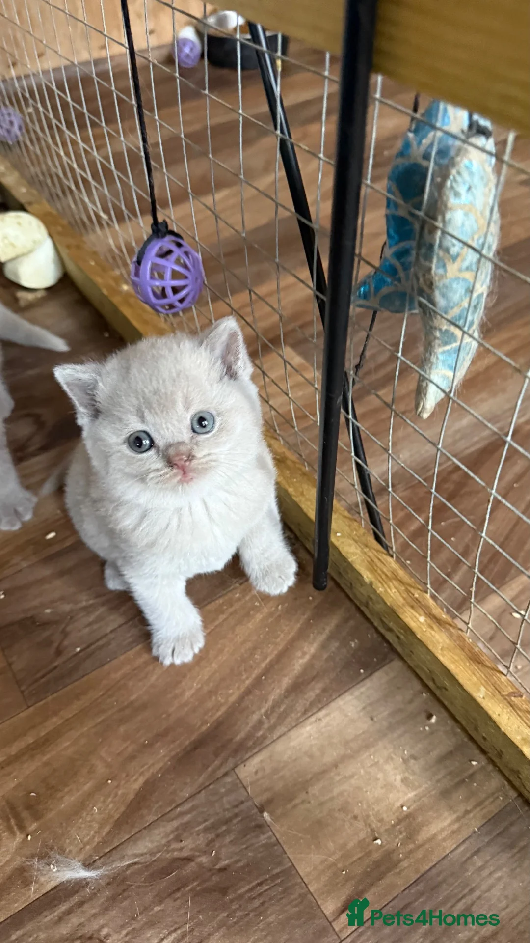 British Shorthair cats for sale: Price reduced!!Liliac BSH kittens - Advert 2