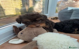 Schnoodle dogs for sale: Schnoodle puppies  - Advert 9