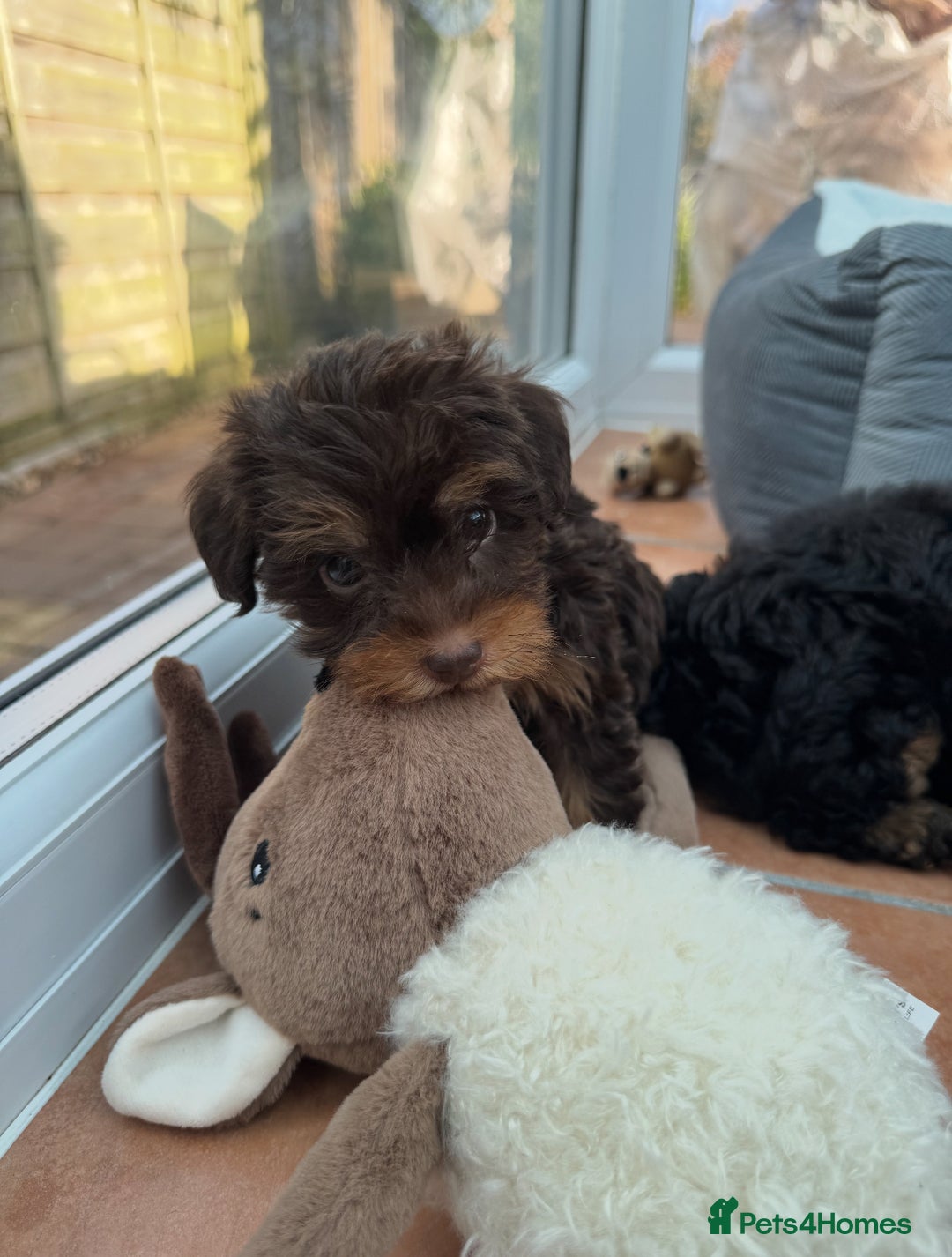 Schnoodle dogs for sale: Schnoodle puppies  - Advert 9