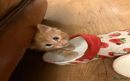 Mixed Breed cats for sale: beautiful kittens for sale - Image 3