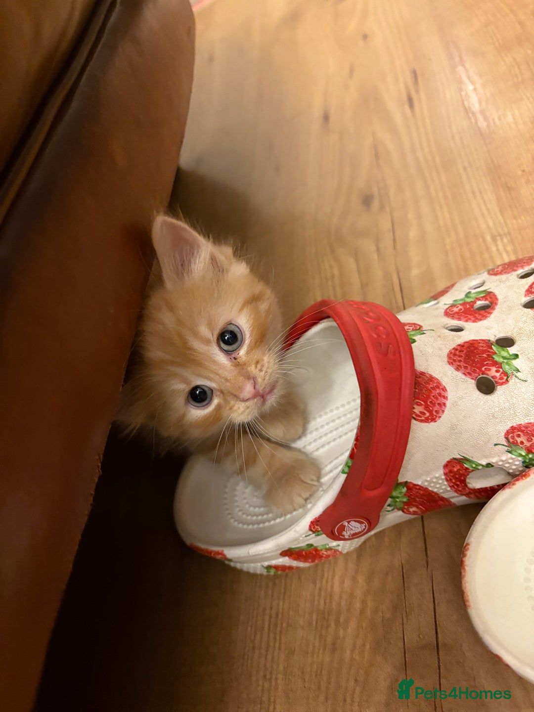 Mixed Breed cats for sale: beautiful kittens for sale - Image 3