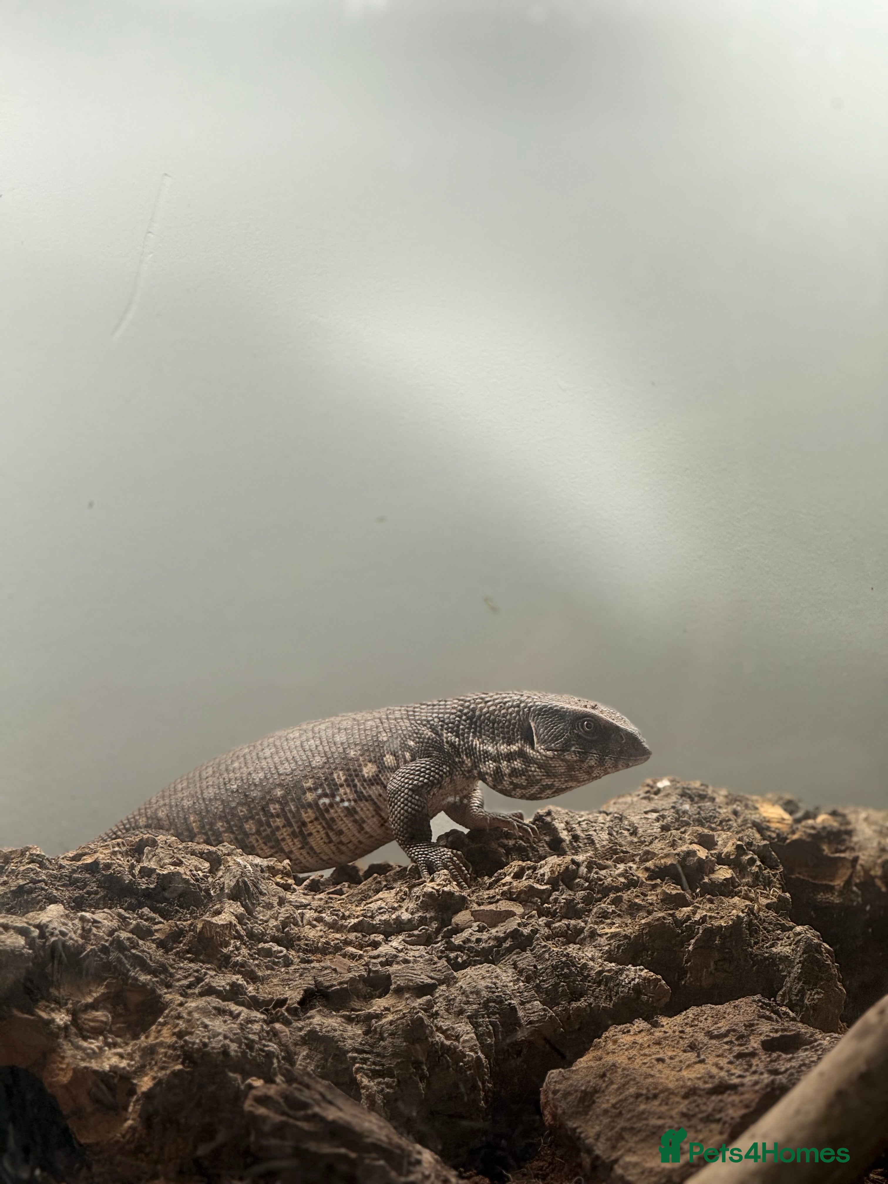 Monitor reptiles Bosc Monitor - Advert 2