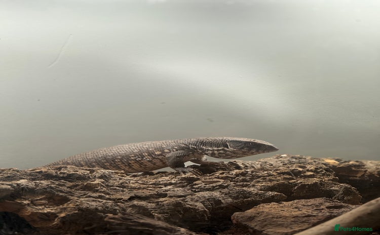 Monitor reptiles - Advert 4