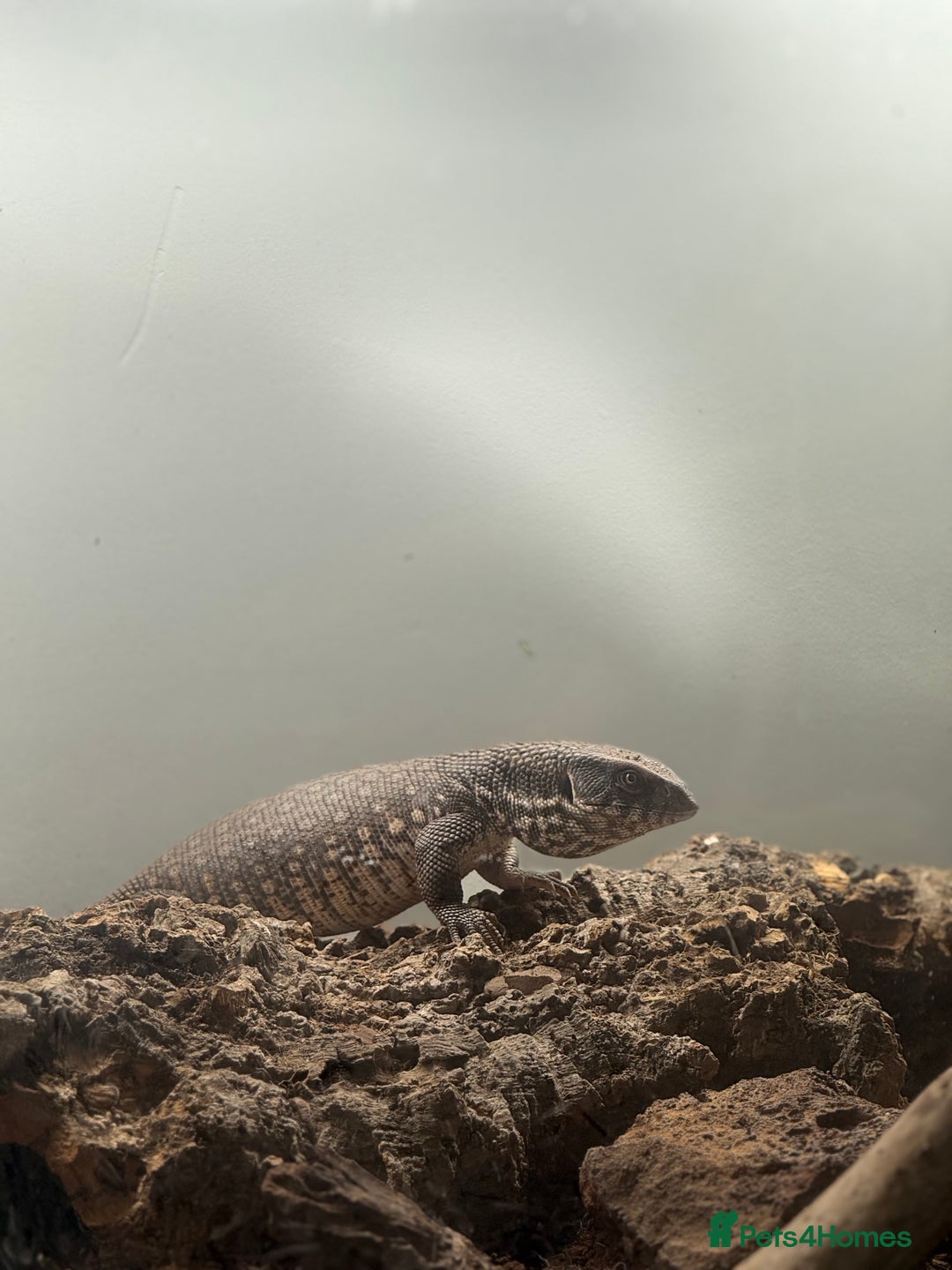 Monitor reptiles for sale: Bosc Monitor - Image 1
