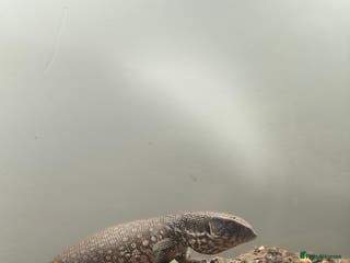 Monitor reptiles Bosc Monitor - Advert 2