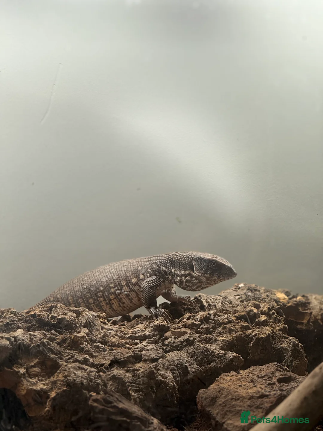 Monitor reptiles for sale: Bosc Monitor - Advert 1