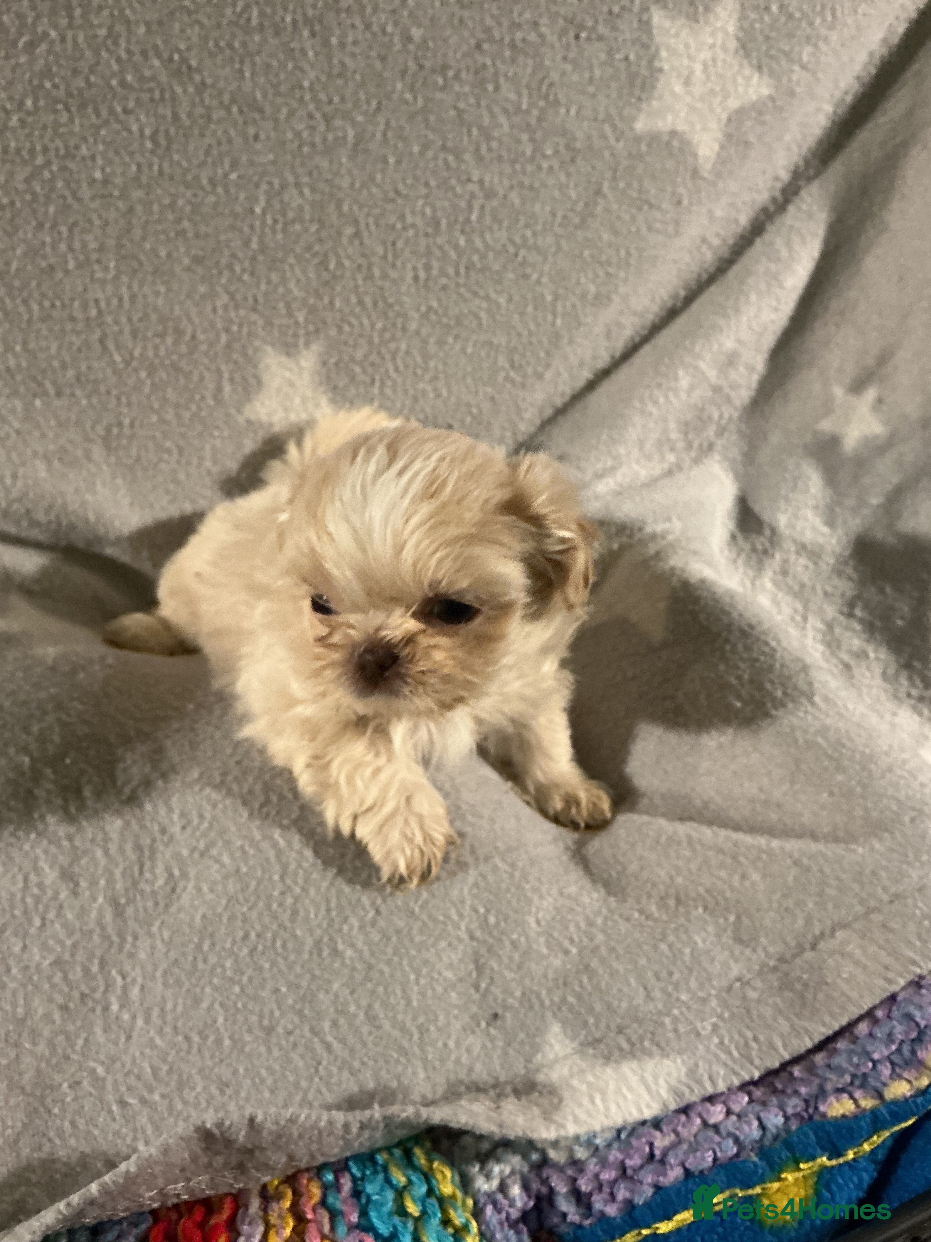 Shih Tzu dogs Imperial shin tzu - Advert 2
