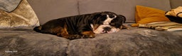 Olde English Bulldogge dogs for stud: Vinnie the olde english bulldogge - Advert 3
