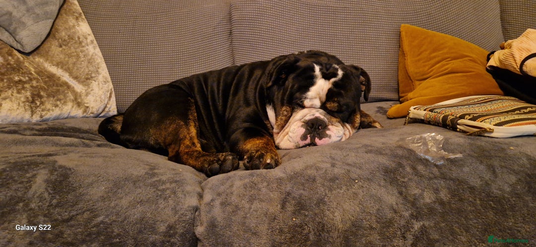 Olde English Bulldogge dogs for stud: Vinnie the olde english bulldogge - Advert 3