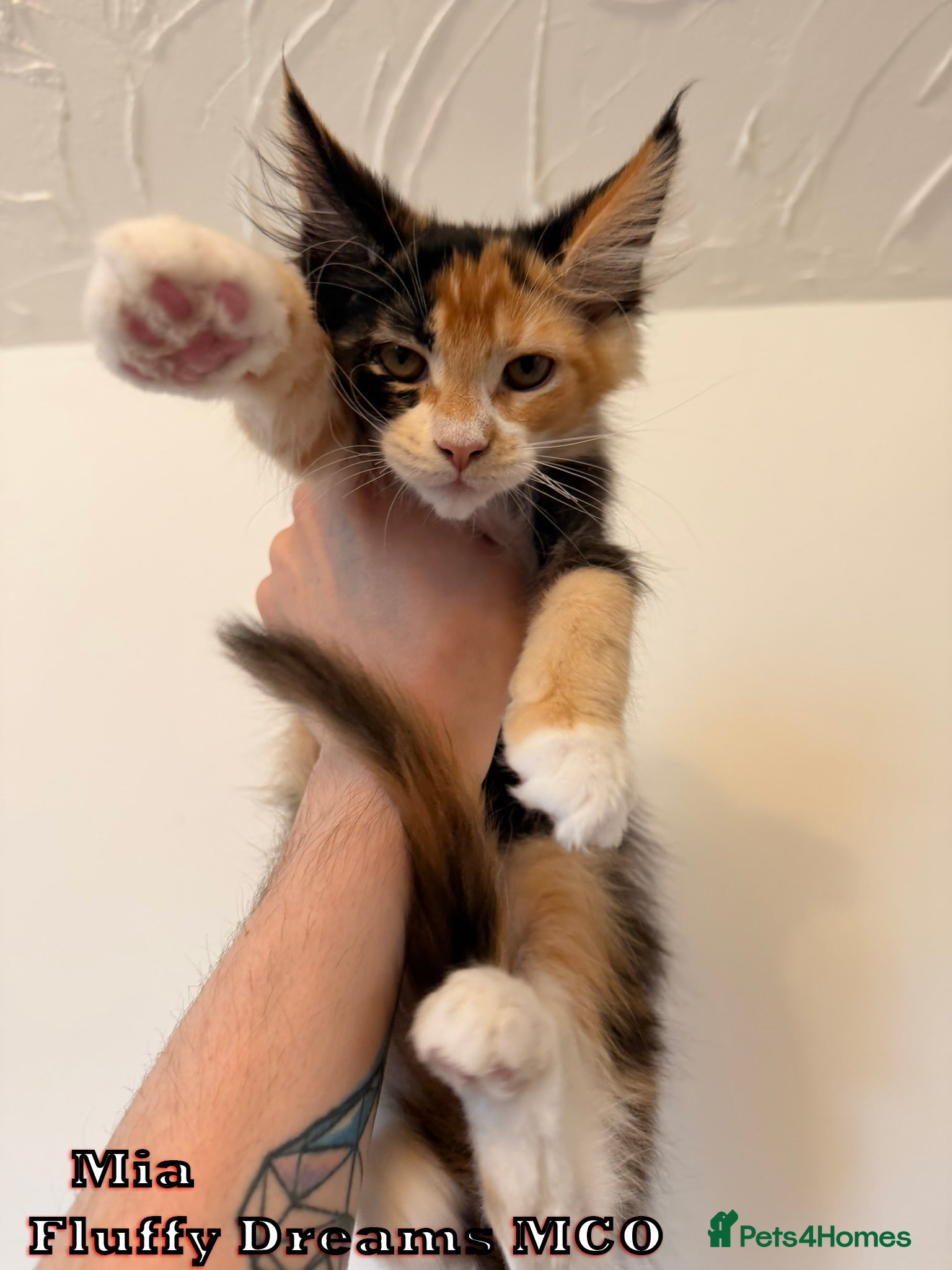 Maine Coon cats LAST BOY AVAILABLE / Non Active N/N Tested TICA - Advert 1