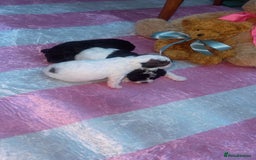 Jackapoo dogs for sale:  Ready on the 18th of December 3 jackapoo puppy’s - Advert 6