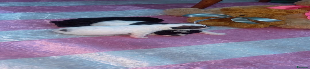 Jackapoo Puppy 2 brown and white 