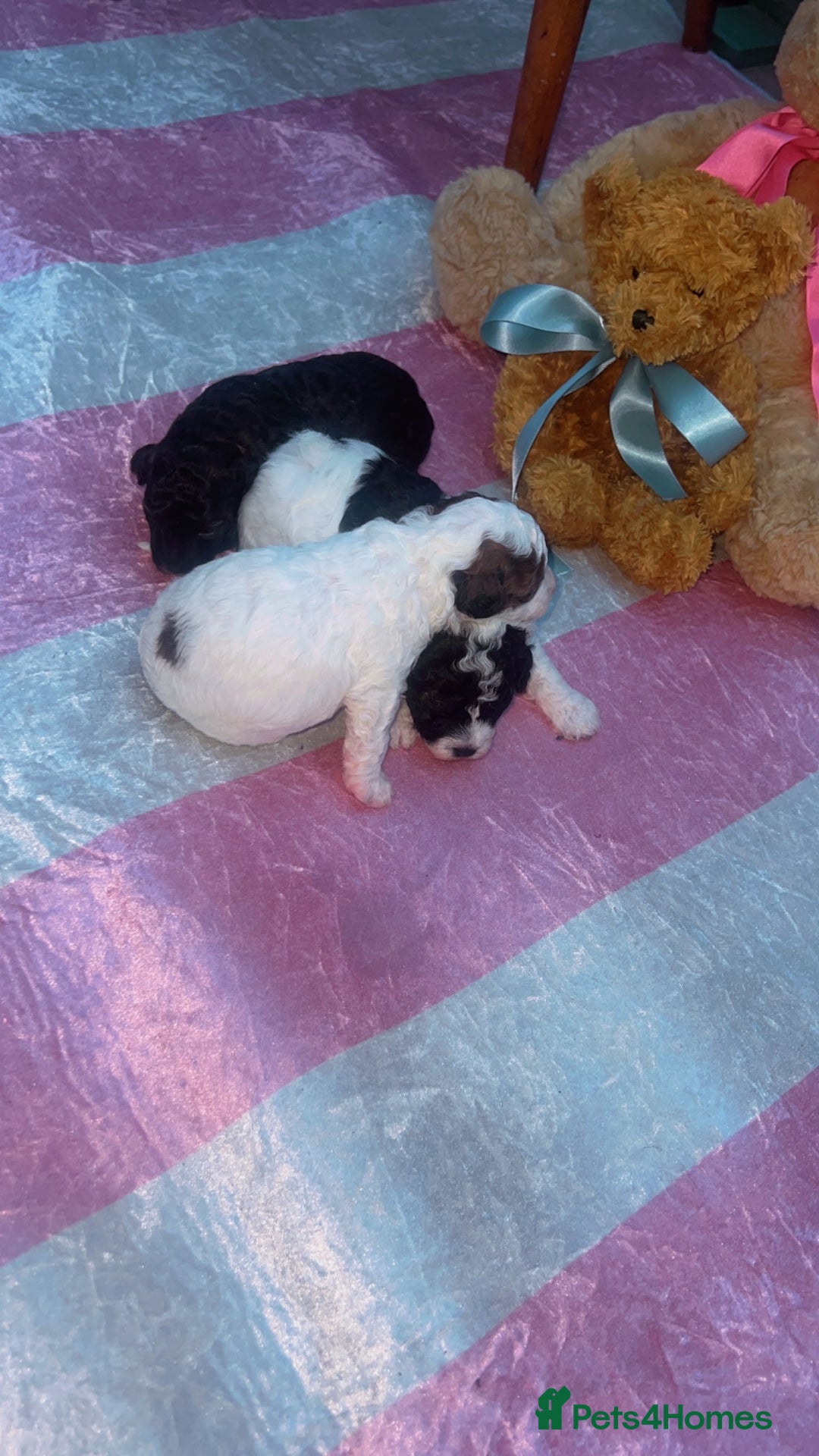 Jackapoo dogs for sale:  Ready on the 18th of December 3 jackapoo puppy’s - Advert 6