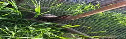 Mixed Breed rabbits for sale: Half Mini lop rabbits - Advert 4