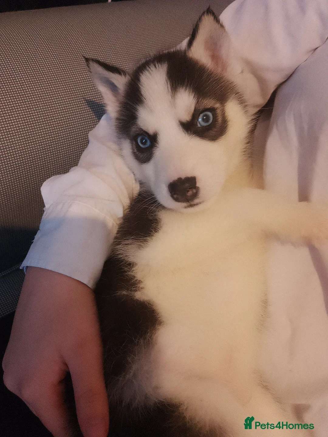 Siberian Husky dogs for sale: Stunning Blue-Eyed Siberian Husky Puppies - Advert 13