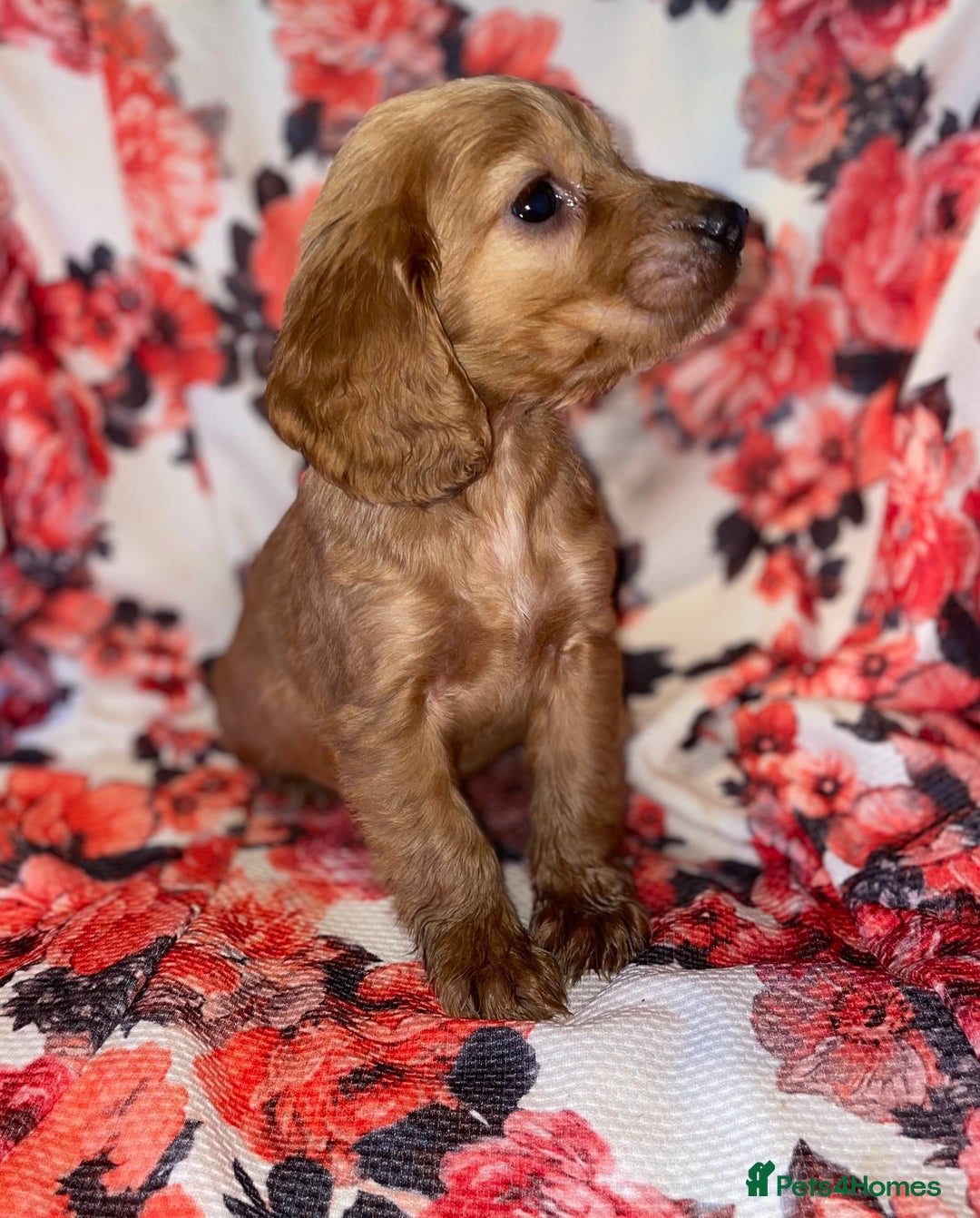 Cocker Spaniel dogs for sale: Beautiful golden puppies ready to leave now! - Advert 3