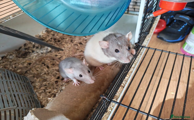 Rat rodents - Advert 2