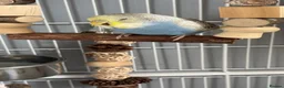 Budgerigars birds for sale: Pair of young female budgies (one is handreared) - Advert 2