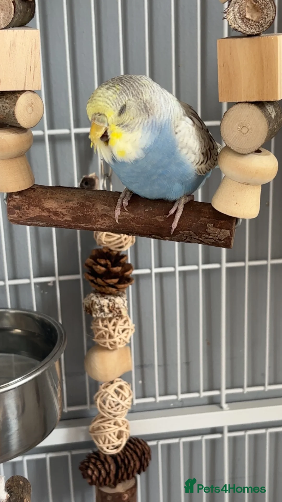 Budgerigars birds for sale: Pair of young female budgies (one is handreared) - Advert 2