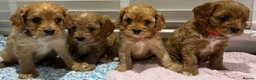 Cavapoo dogs for sale: F1 cavapoo in Gravesend - Advert 10