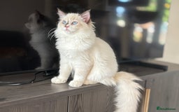 Ragdoll cats for sale: TICA DNA tested 5 Gen Pedigree  - Image 2