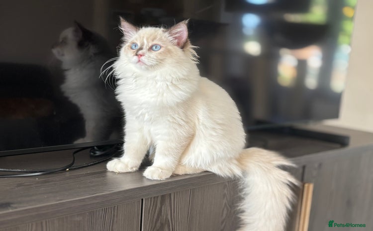 Ragdoll cats - Advert 7