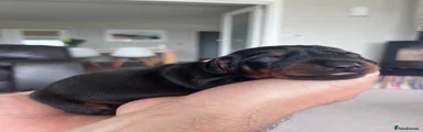 Lewie