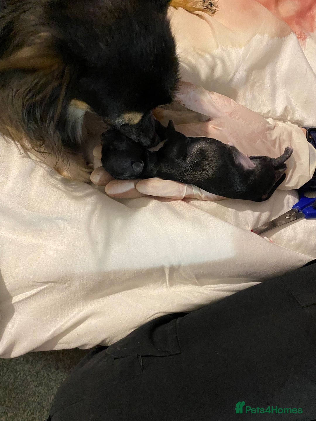 Chihuahua dogs for stud: STUD: Gorgeous White Long Coat Chihuahua  in Aldershot - Image 17