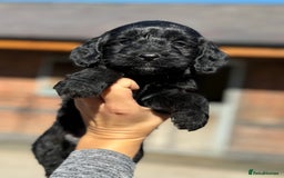 Cockapoo dogs for sale: Beautiful cockapoo puppys - Image 2