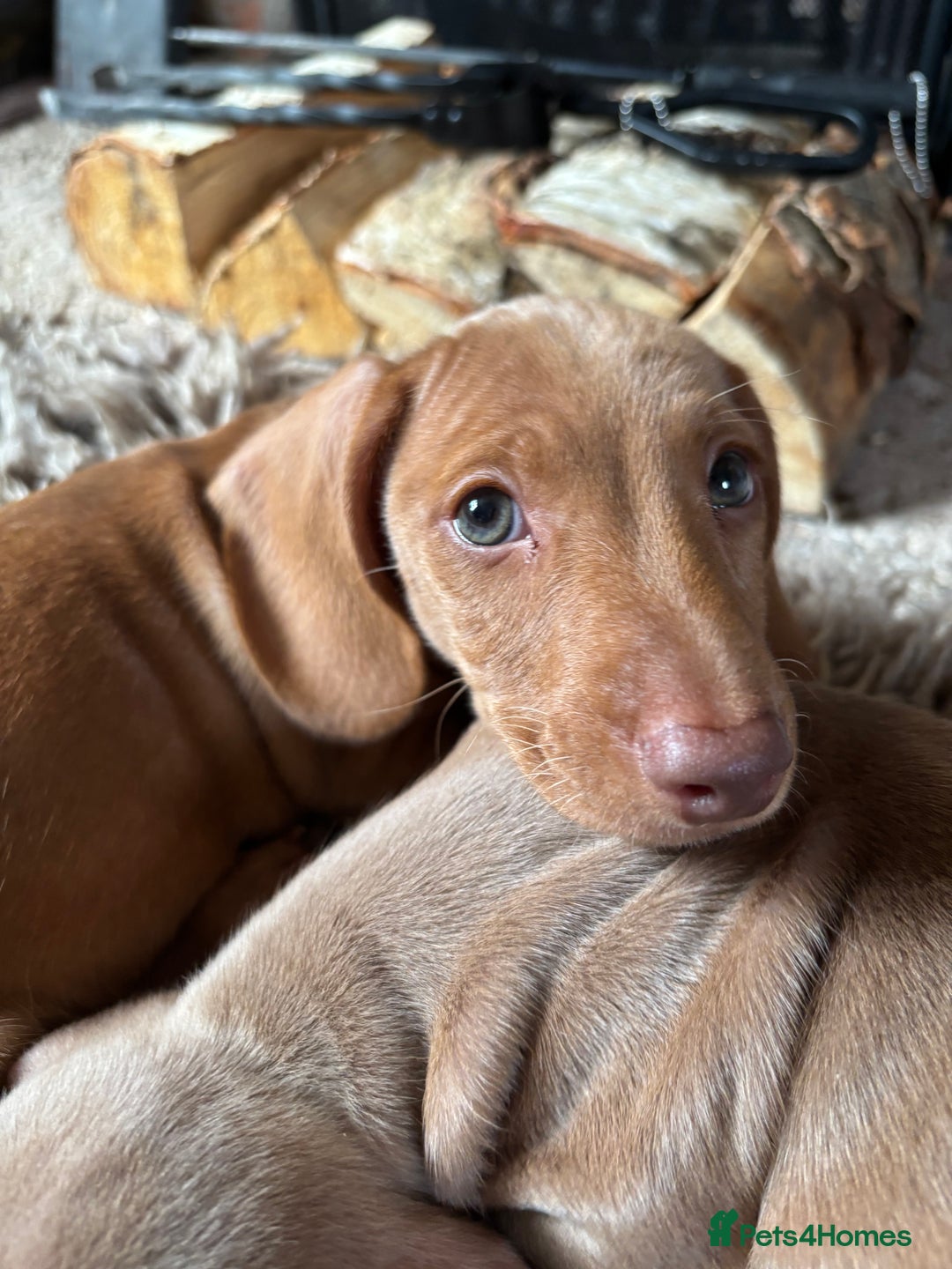 Miniature Dachshund dogs for sale: Now ready to leave 1 beautiful boy leftPRA clear - Advert 10