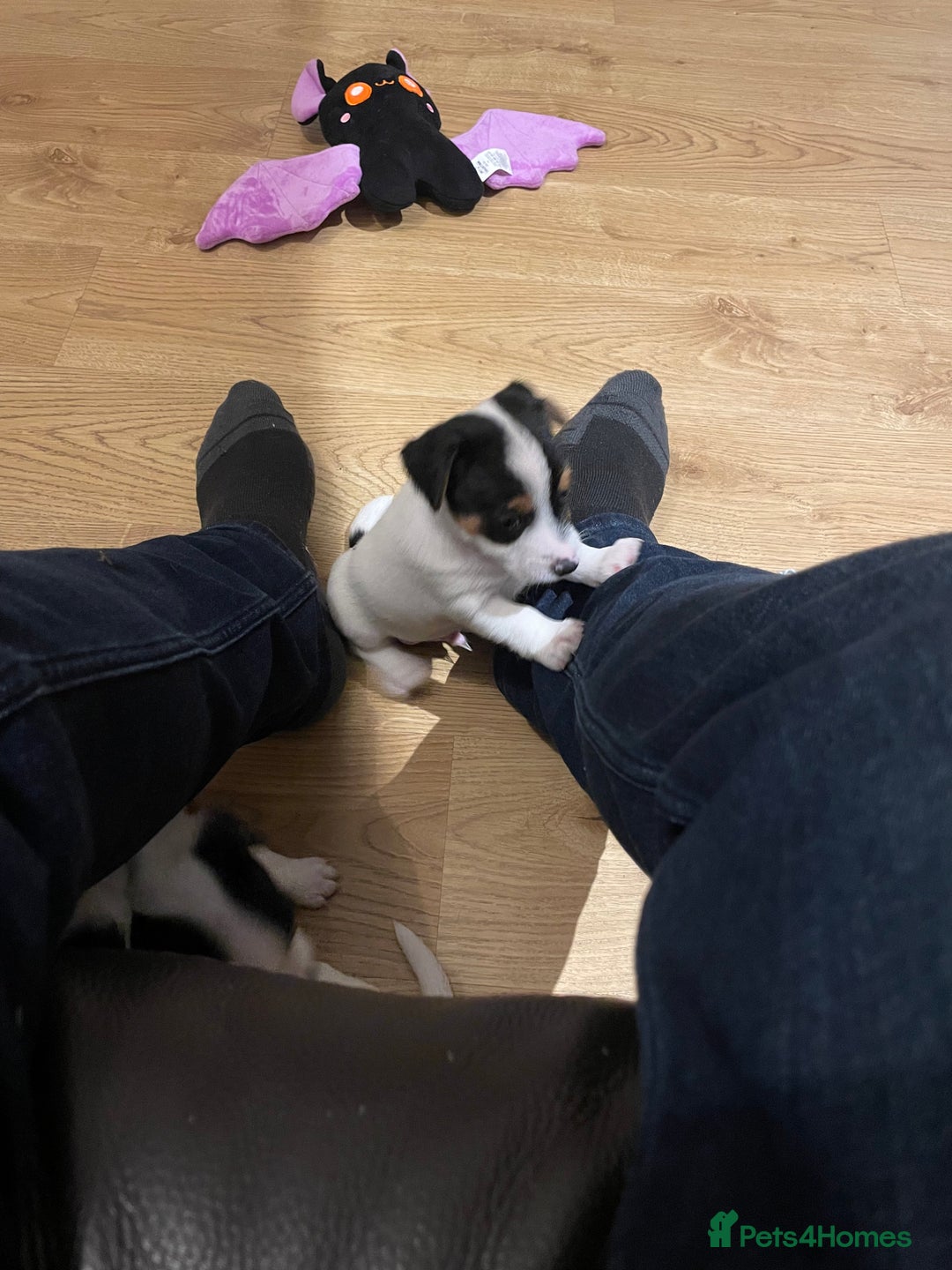 Jack Russell dogs for sale: Short leg pure bred jacks Russel original type .  - Image 2