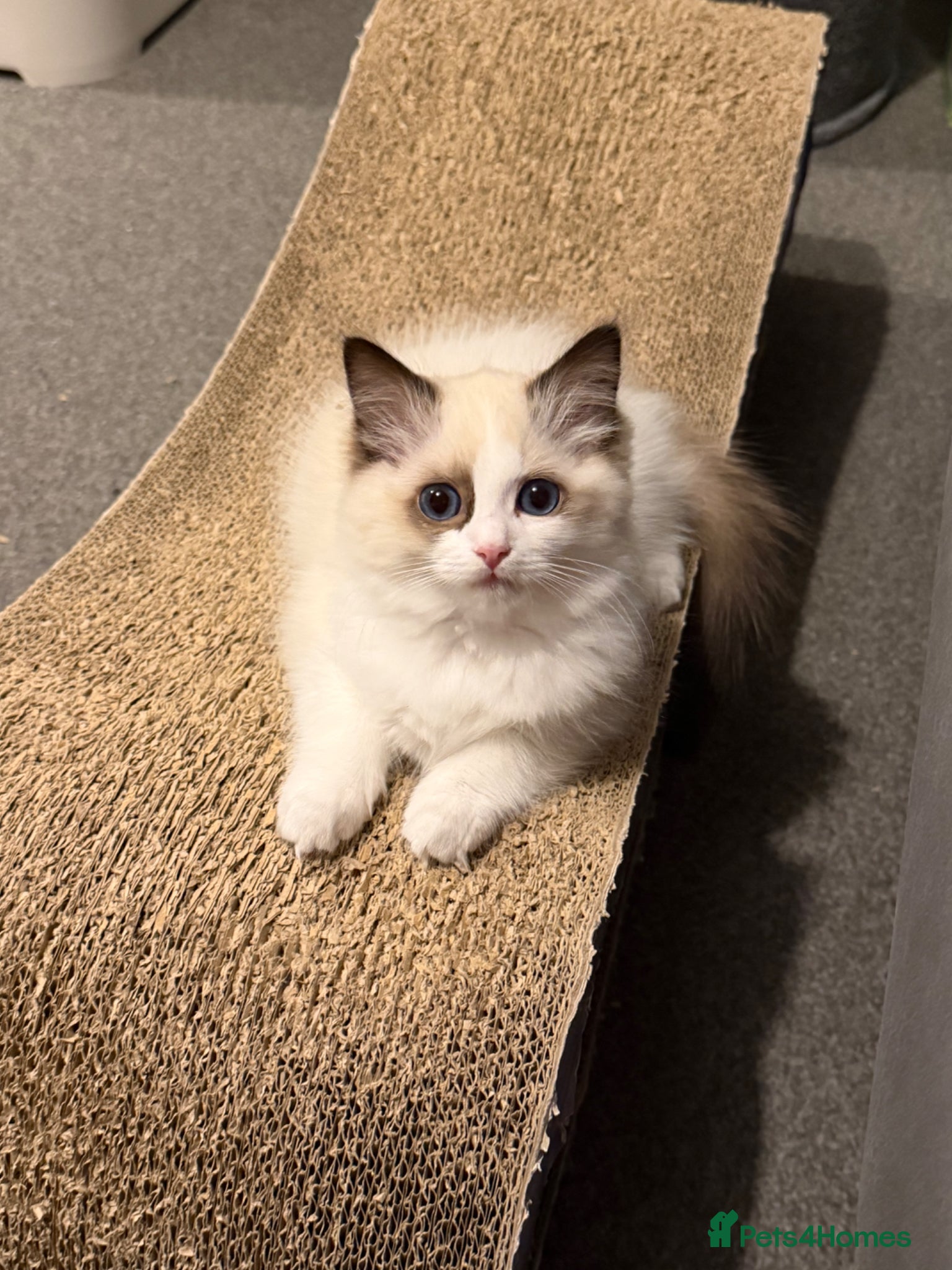 Ragdoll cats Beautiful TICA Registered Ragdoll Kittens 😻 - Advert 1