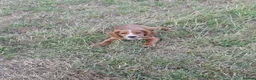 Cocker Spaniel dogs for sale: Gold Working Cocker bitch pup - Advert 4