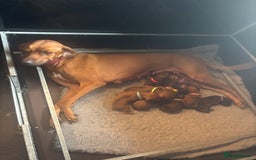 Rhodesian Ridgeback dogs for sale: Kc registered Rhodesian Ridgebacks puppies - Image 4