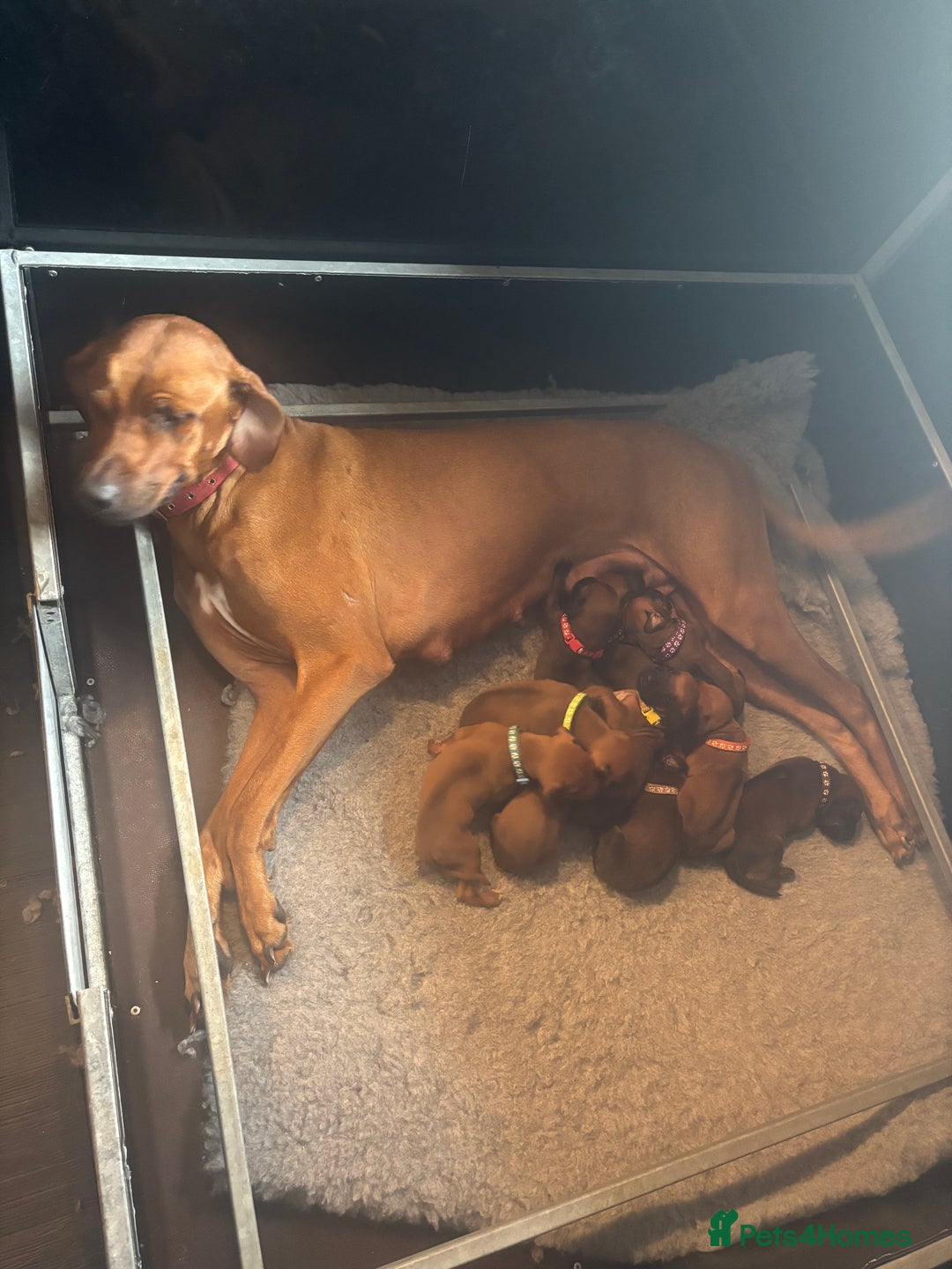 Rhodesian Ridgeback dogs for sale: Kc registered Rhodesian Ridgebacks puppies - Image 4