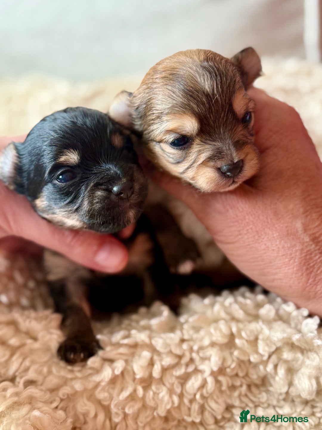 Chorkie dogs for sale: Chorkie (x2 Boys) - Image 21