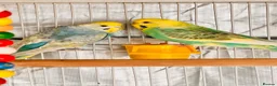 Budgerigars birds for sale: 6 Beautiful Budgies for Sale Including Cage & Food in Stevenage - Advert 2