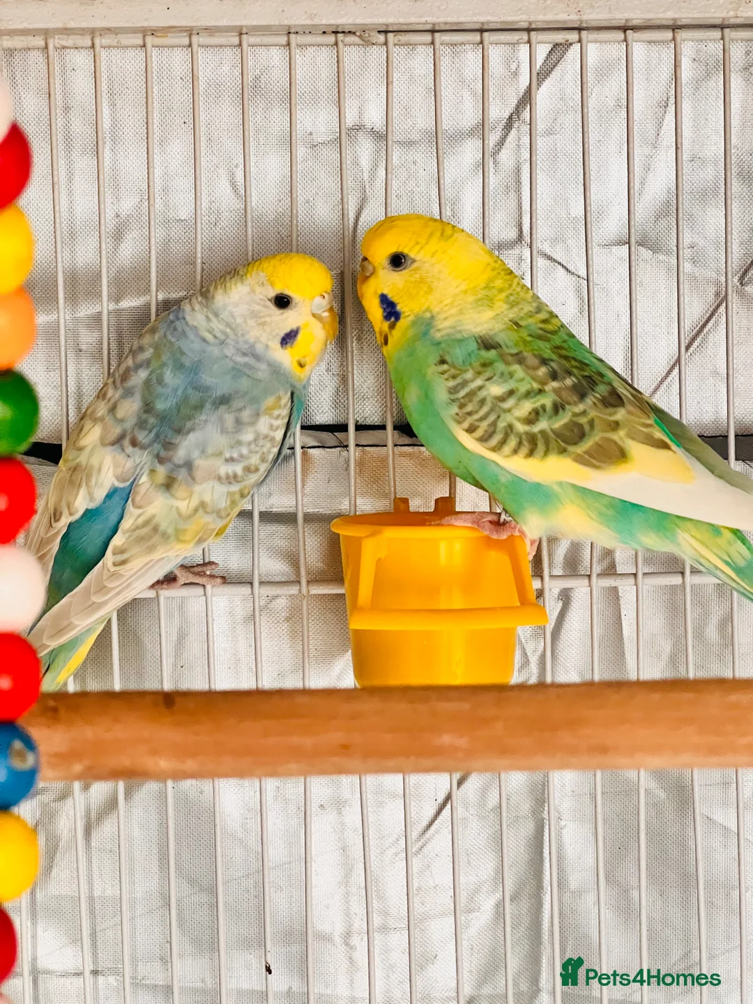 Budgerigars birds for sale: 6 Beautiful Budgies for Sale Including Cage & Food in Stevenage - Advert 2