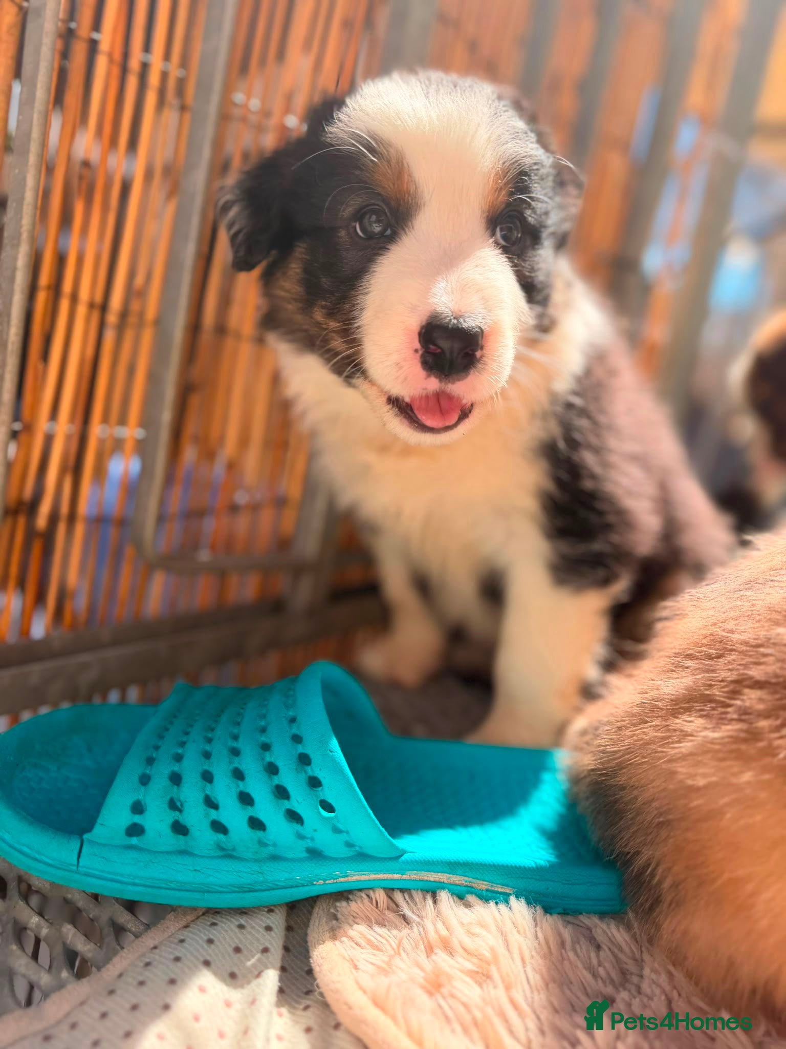 Border Collie dogs Stunning Show line puppies,various colours  - Advert 2