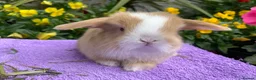 Mini Lop rabbits for sale: Gorgeous mini lop babies ready October - Advert 4