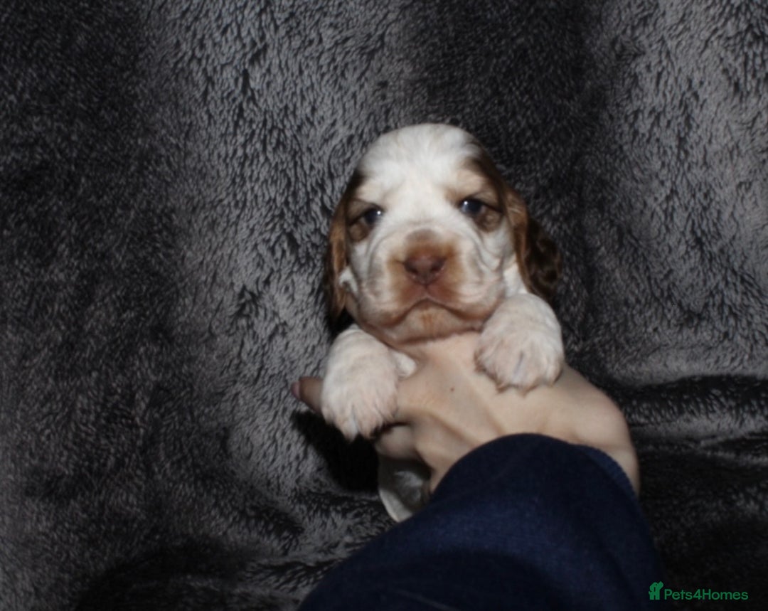 Cocker Spaniel dogs for sale: Beautiful KC reg Cocker Spaniel Pups - Image 2