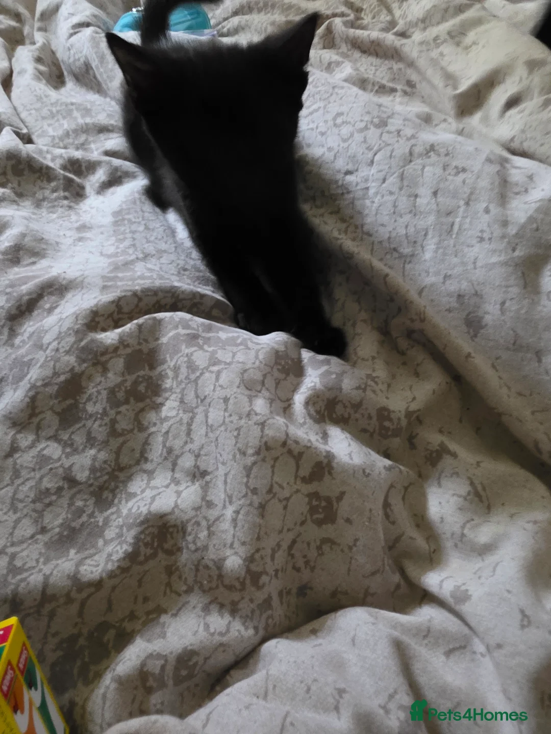 Mixed Breed cats for sale: 2 maincoon x - Advert 2