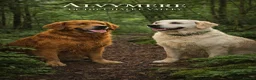 Golden Retriever dogs for sale: Puppies due soon. KC reg family reared  - Advert 3