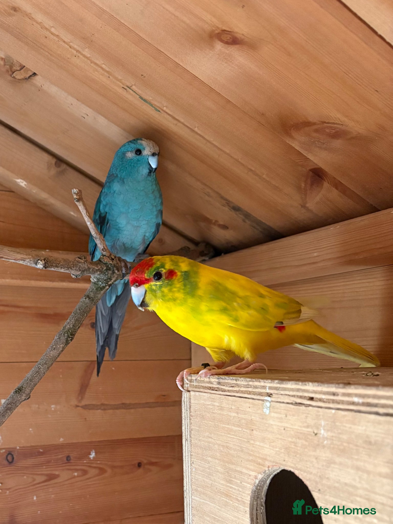 Parakeets birds Pair of Kakariki parakeets - Advert 1
