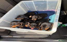 Miniature Dachshund dogs for sale: 🐾Ready to go!!! Reduced KC, Puppies.🐾 - Image 12