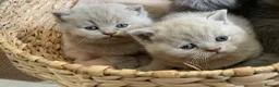 British Shorthair cats for sale: Adorable pedigree  Bsh babies - Advert 4