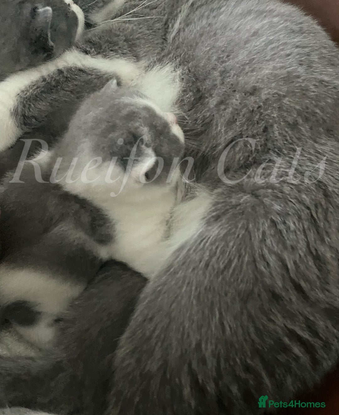 British Shorthair cats for sale: GCCF registered retired very friendly Queen  - Advert 4