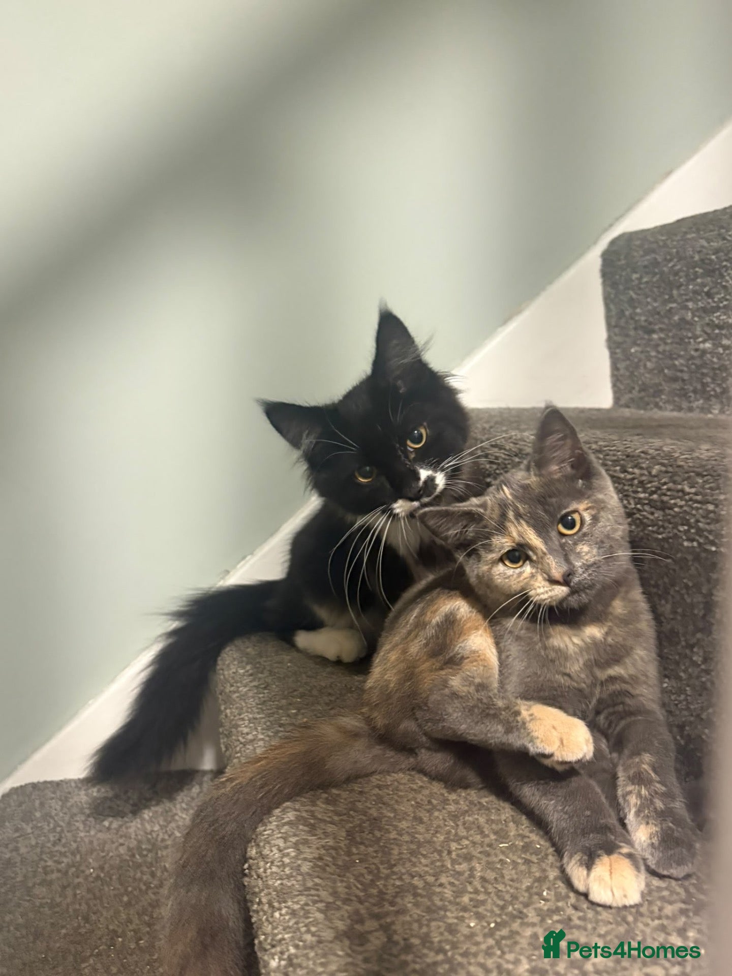 Mixed Breed cats Gorgeous babies looking for their forever home - Advert 2