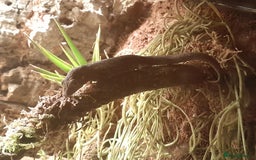 Gecko reptiles for sale: Bauer's Chameleon Gecko - Image 2