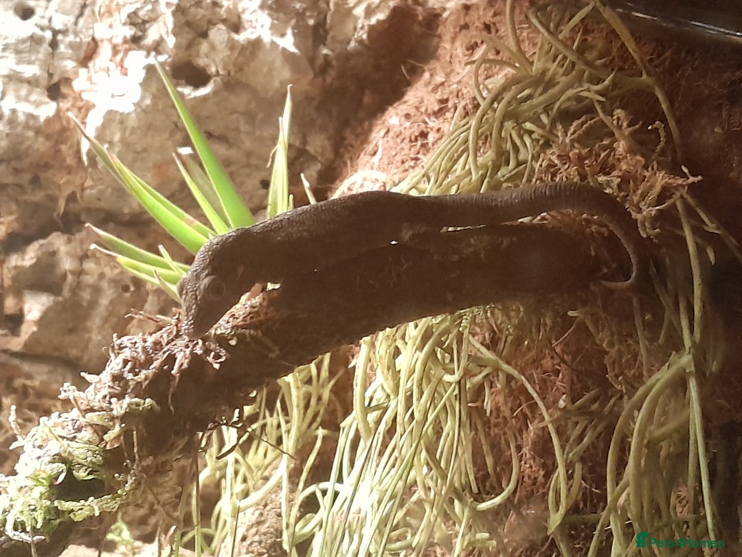 Gecko reptiles for sale: Bauer's Chameleon Gecko - Image 2